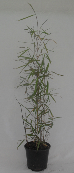 Fargesia robusta Campbell 2.5 л. высота 50/70 см. 202.00 грв